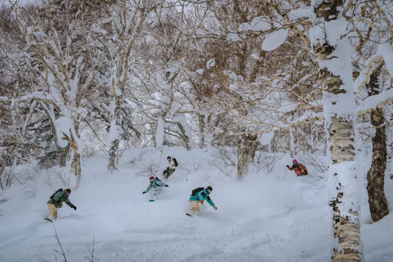 Snowboarders in fresh powder in a birch forest